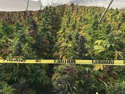 It's also illegal to harm plants on other people's property unless you get permission. California Seizes More Than 1 5 Billion In Illegal Marijuana Npr