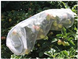 Want to grow your own fruit trees from cutting watch this video. Amazon Com Allwaysmart 6 Extra Large Fruit Protection Bags Fruit Tree Sleeves Fruit Tree Netting Net For Birds Nylon Mesh Bags For Cherries Apples Peaches Plums Cover The Whole Tree Branch 1