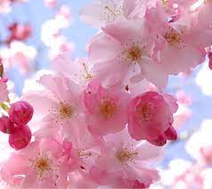 Orchids, tulips, dandelions, daisies, violets, roses are the flowers for every taste. Free Download Flower Screensavers And Wallpaper Hd Walls Find Wallpapers 1440x1280 For Your Desktop Mobile Tablet Explore 49 Free Flower Wallpaper And Screensavers Spring Flowers Screensavers Wallpaper Flowers Wallpapers