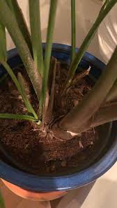 The majesty palm tree is a common houseplant, which is easy to grow but requires special care and attention. Ask A Question Forum Majesty Palm Divide It Not Garden Org