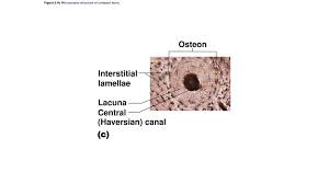 Secondary ossification centers form in the epiphyses. Microscopic Anatomy Of Bone Ppt Download