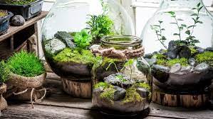 Kaktus berukuran mini merupakan pilihan tanaman yang paling populer untuk meja kerja. 7 Tanaman Hias Terrarium Baby Tears Hingga Pakis Kancing