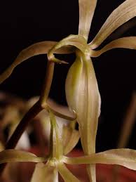 Image result for Nervilia crociformis