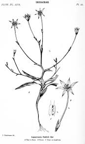 Image result for Coleotrype laurentii