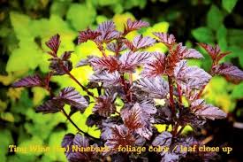 A healthy ninebark makes a nice accent in a shrub bed, and different cultivars offer a variety of there are three ways of dealing with a ninebark shrub. Tiny Wine Ninebark