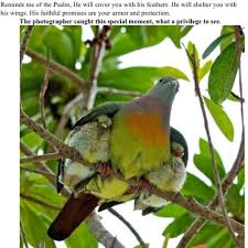 Bird With Orange Feathers Under Wings Pin By Nance Tovar On Sweet Pets And Others Animals Animals Beautiful Pet Birds