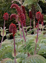 Image result for Melianthus major