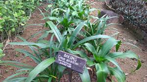 Maybe you would like to learn more about one of these? Tanaman Bakung Crinum Asiaticum L Shokubutsu Blogventure