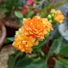 Image result for Kalanchoe lateritia