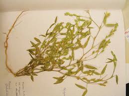 Image result for Zornia glochidiata
