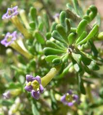 Image result for Lycium