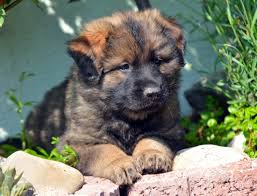 Cane Corso Almankurdu Kopekciftligi