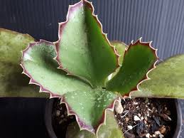 Kalanchoe Synsepala Walking Kalanchoe Cacti And Succulents Succulents Planting Succulents