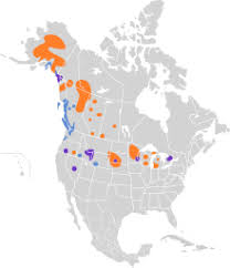 Trumpeter Swan Wikipedia