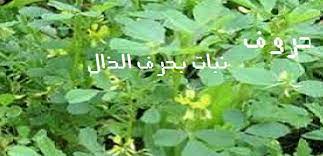 أسماء نبات بحرف الذال حروف الهجاء العربية herbs parsley
