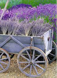 Pin By The Graphics Fairy On Other Interesting Photos Lavender Cottage Lovely Lavender English Lavender