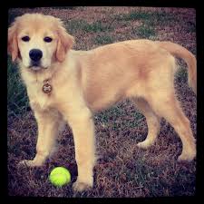 Home & garden online trade show. 6 Month Old Golden Retriever Puppy Old Golden Retriever Golden Retriever Golden Retriever Puppy