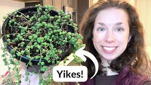 🟢 Propagating my sad string of pearls (Making it more full! 😃)