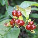 Image result for Tetracera alnifolia