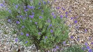 Lavender Varieties