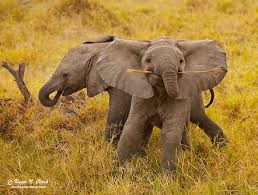 We did not find results for: 30 Baby Elephants That Will Instantly Make You Smile Bored Panda