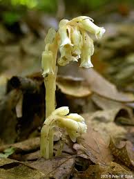 Image result for Hypolepis sparsisora