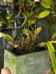 Image result for Bulbostylis pusilla