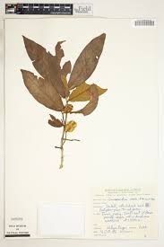 Image result for Combretum pisoniiflorum