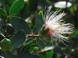 Image result for Sonneratiaceae