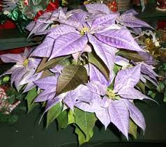 Poinsettia Varieities Poinsettia Plant Christmas Plants Poinsettia