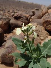 Image result for Erucastrum arabicum