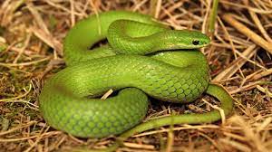 Dogs eating grass is actually quite common (it has been observed in wild dogs, too, and may be completely natural) and this form of pica does why is my dog eating grass? Snakes Of Colorado Museum Of Natural History University Of Colorado Boulder