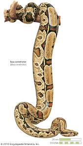 Boa constructor is a cross platform python ide and wxpython gui builder. Boa Snake Family Britannica