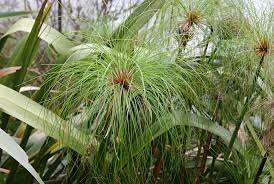 Image result for Vossia cuspidata