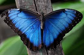 Check spelling or type a new query. Blue And Black Butterfly Hd Wallpaper Wallpaperbetter