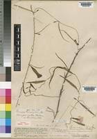 Image result for Ipomoea barteri