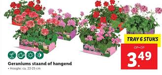 Maybe you would like to learn more about one of these? Geraniums Staand Of Hangend 22 25 Cm Aanbieding Bij Lidl