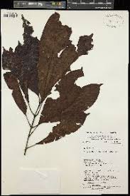 Image result for Cordylostigma virgatum