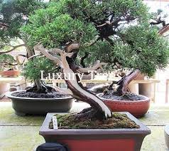 Ein junger apfelbaum eignet sich hervorragend für hintere, sonnige gartenbereiche. Japanische Baume Pflanzen Online Kaufen Luxurytrees Shop