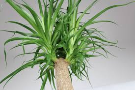 Grundsätzlich gilt die yucca als recht. Die Beliebtesten 15 Palmenarten Palmen Fur Zuhause Gartenlexikon De