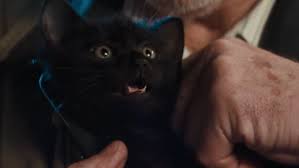 De reclame voor de staatsloterij met katje 'frummel' werd op 10 december vorig jaar gelanceerd. Misunderstood Kitten Brings Unexpected Luck In Moving Dutch State Lottery Spot Lbbonline