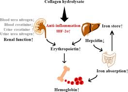 Collagen Hydrolysate Corrects Anemia In Chronic Kidney Disease Via Anti Inflammatory Renoprotection And Hif 2a Dependent Erythropoietin And Hepcidin Regulation Journal Of Agricultural And Food Chemistry X Mol