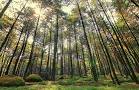 Hutan Pinus Gunung Pancar Bogor - Alamat, Fasilitas & Harga Tiket