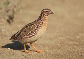 I hope this will give at least a couple folks some ideas of their own. Malta Misses A Chance To End Spring Hunting Of Birds Quail Birds Pet Birds