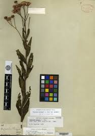 Image result for Vernonia ischnophylla