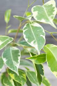Image result for Ficus variifolia