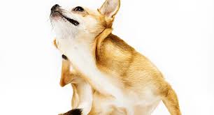 Many times the cause of dog sores is an allergic reaction to contact with toxins but in their particular case they are bacterial infections, which only treatment will eradicate. Pictures Of Skin Problems In Dogs From Dandruff To Ringworm