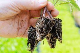 Image result for Menodora heterophylla