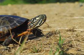 Or if you want to make a splash with aquatic. How A Painted Turtle Finds Its Way Scientific American Blog Network