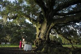 General information about live oaks live oak trees product sweet edible acorns that turkeys, ducks, jays, quail, deer and other animals like to feed on. 10 Spots To See Majestic Live Oaks In The New Orleans Area Home Garden Nola Com